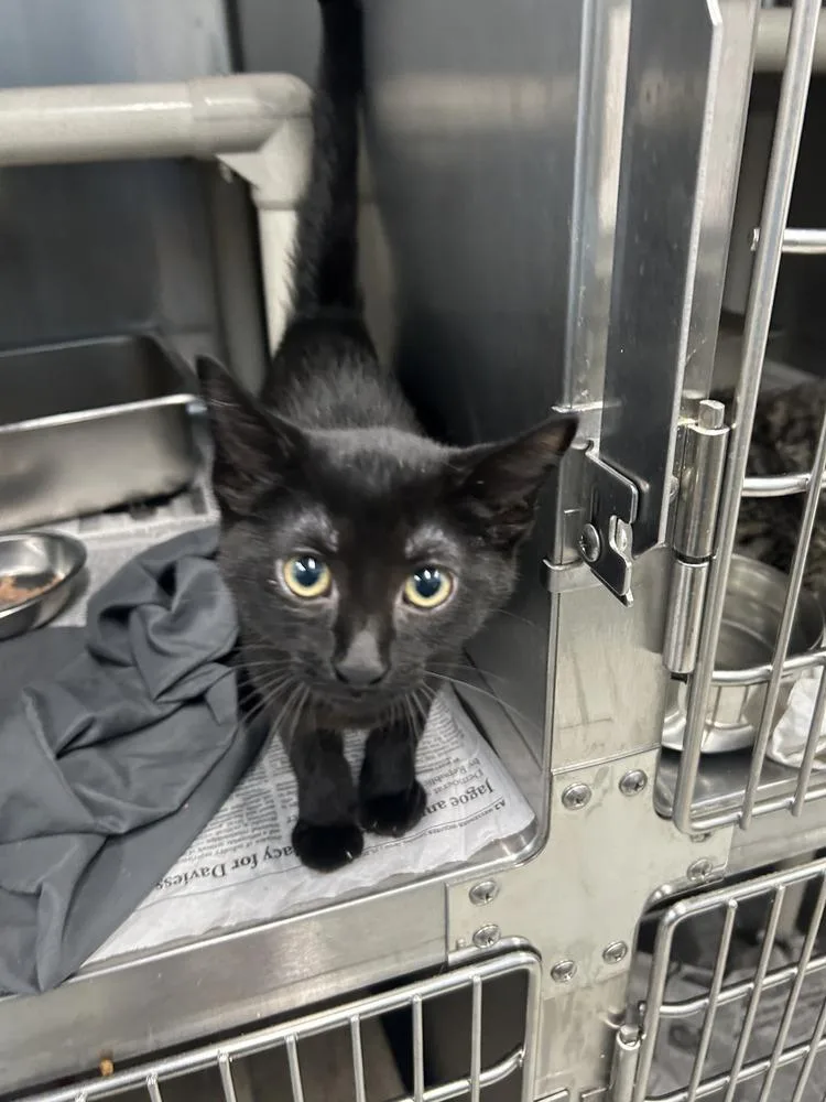 A young small-sized female Black Domestic Short Hair cat named Nightshade for adoption in Evansville, IN