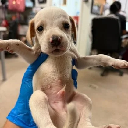 A baby medium-sized male Retriever dog named Baby Bubbles for adoption in Morton Grove, IL