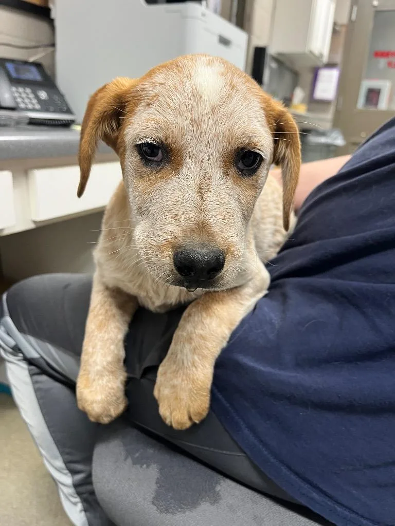 A baby medium-sized male Australian Cattle Dog / Blue Heeler dog named Skipper for adoption in Hopkinsville, KY