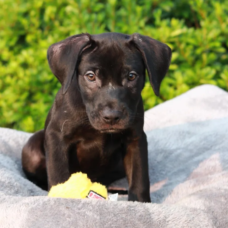 A baby small-sized male Black Labrador Retriever dog named CT Roux for adoption in Eastford, CT