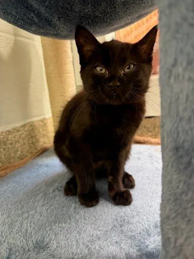 A baby medium-sized female Domestic Short Hair cat named Vivian for adoption in Washington, DC