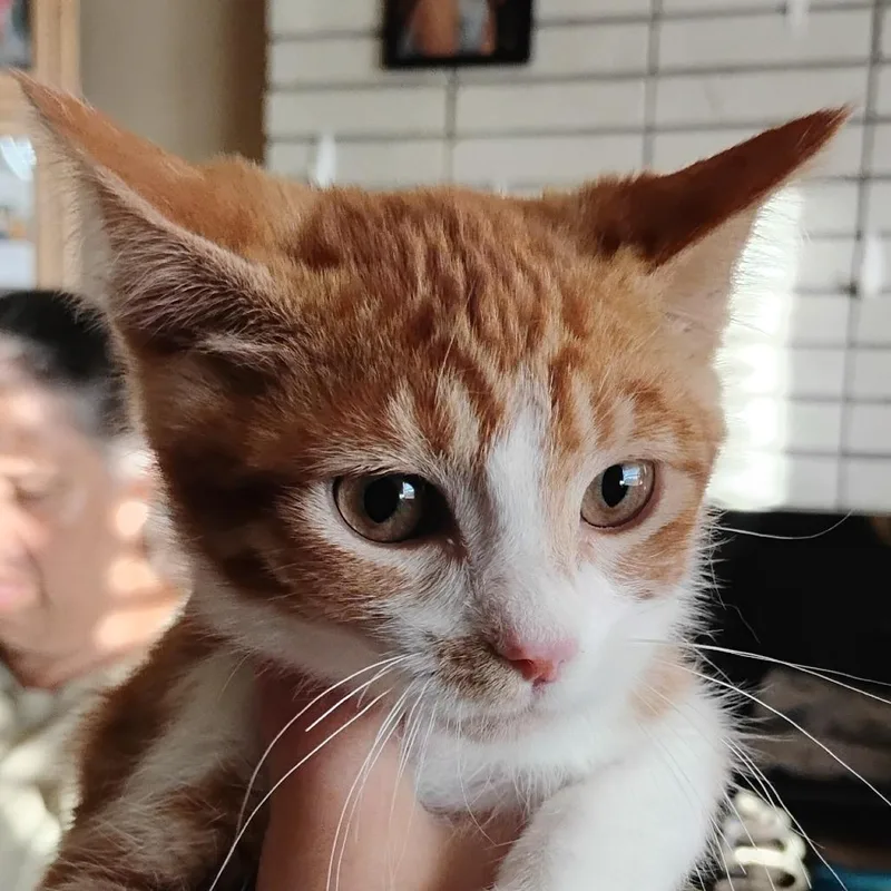 A baby small-sized male Orange / Red Domestic Short Hair cat named Fern for adoption in Grantsville, UT
