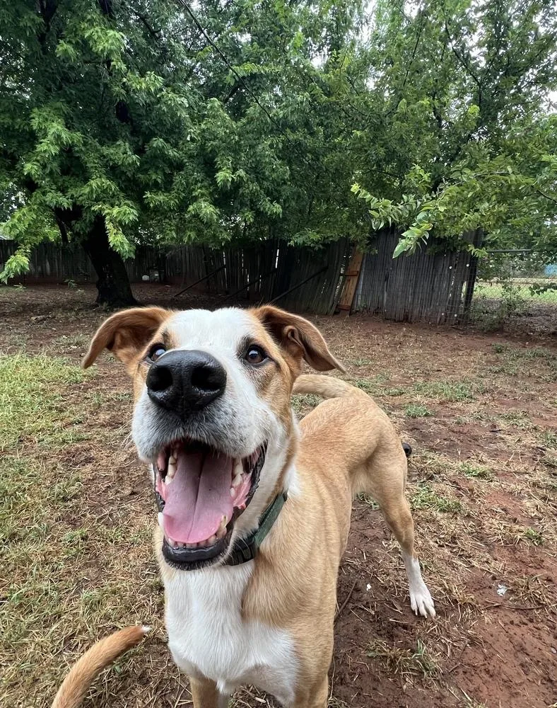 A young large-sized male Brown / Chocolate Anatolian Shepherd dog named Pluto for adoption in Shawnee, OK