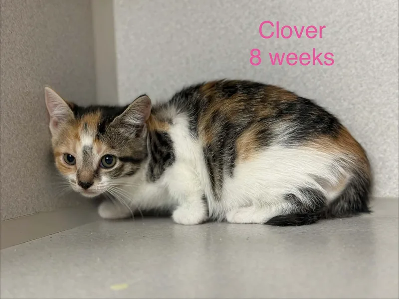Clover