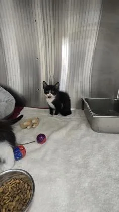 A young small-sized female Domestic Short Hair cat named Dunkin for adoption in Scotia, NY