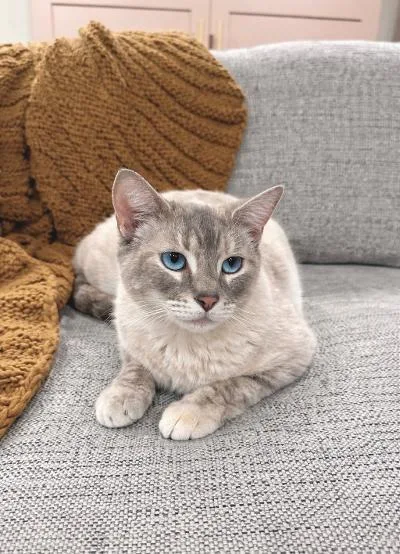 An adult medium-sized female Lilac Point Domestic Short Hair cat named Cici for adoption in Mokena, IL
