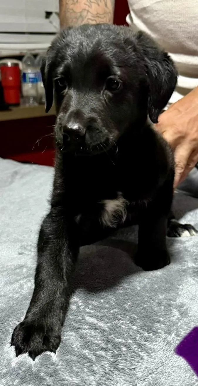 A baby large-sized male Black Labrador Retriever dog named C Litter Pups for adoption in Jacksonville, FL