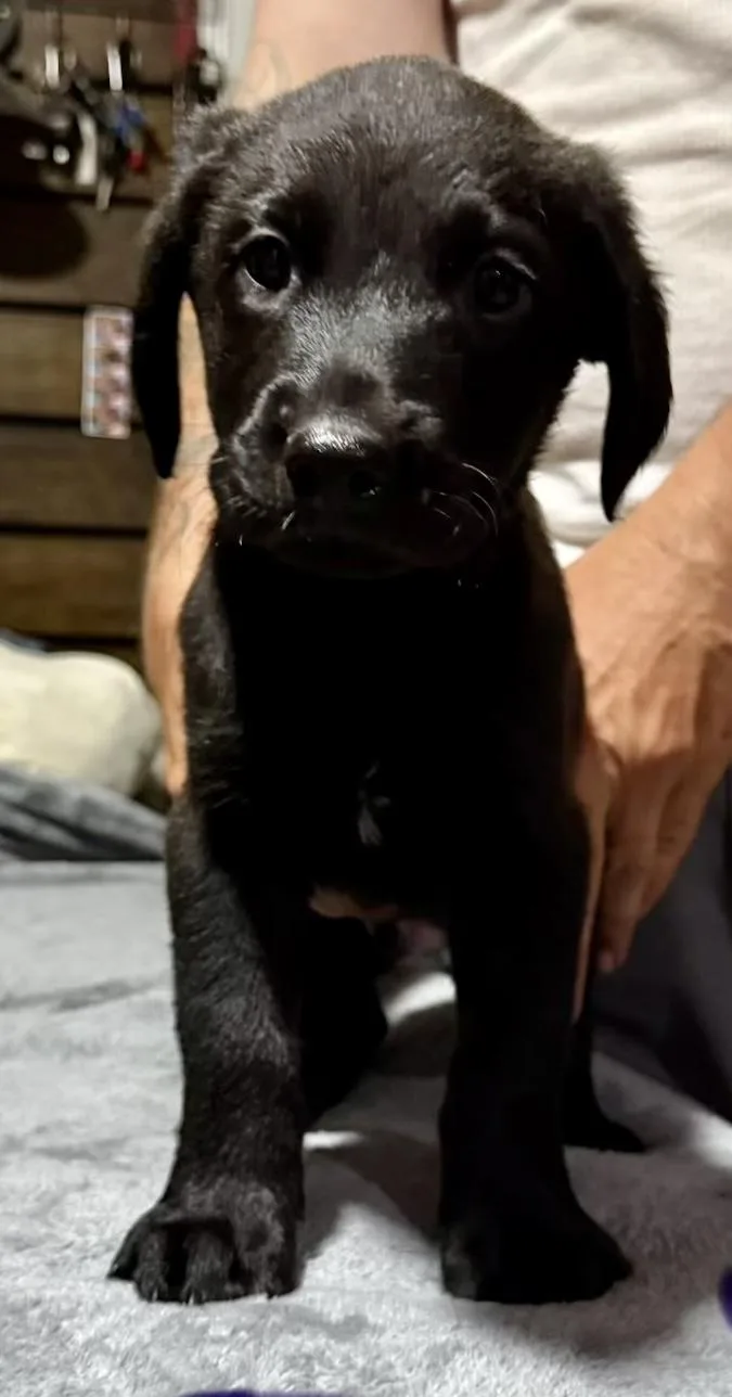 C Litter Pups thumbnail 2