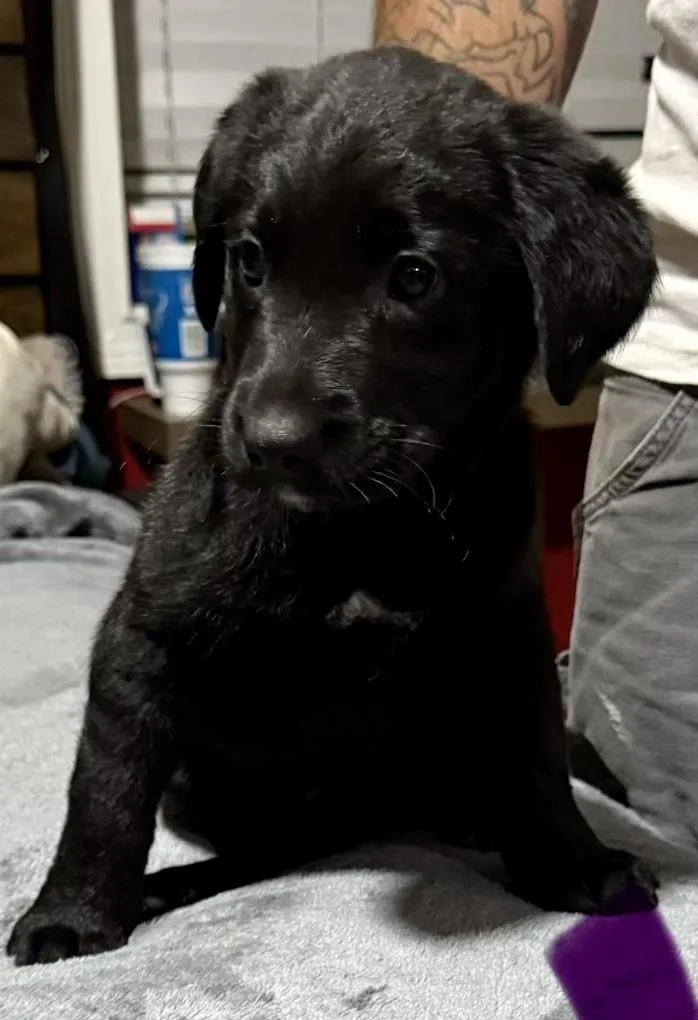 C Litter Pups thumbnail 3