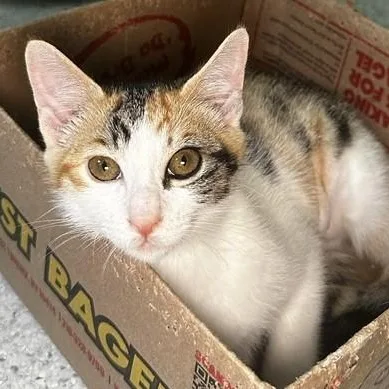 A baby medium-sized female Calico cat named Reba  Pretty Little for adoption in Hoquiam, WA