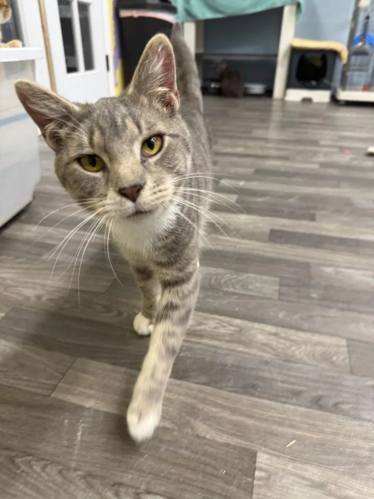 An adult medium-sized male Tabby (Brown / Chocolate) Domestic Short Hair cat named Ragnar for adoption in West Mifflin, PA