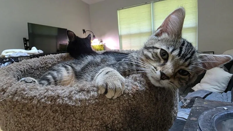 A young medium-sized male Domestic Short Hair cat named Toulouse for adoption in Rockville, MD