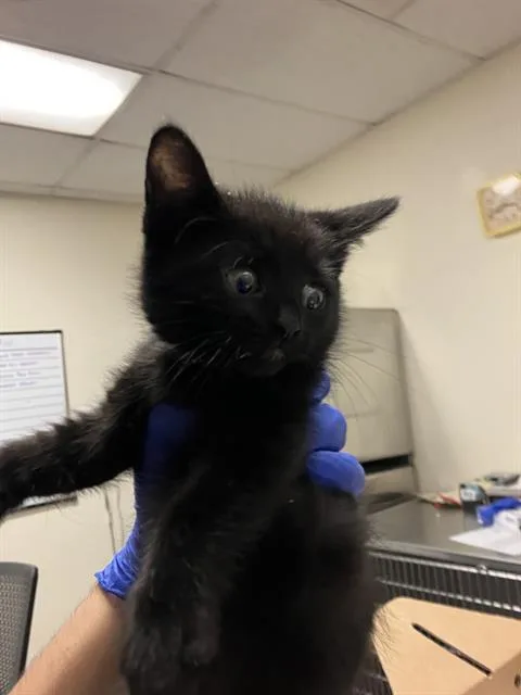 A baby small-sized female Domestic Short Hair cat named Sallor for adoption in Long Beach, CA