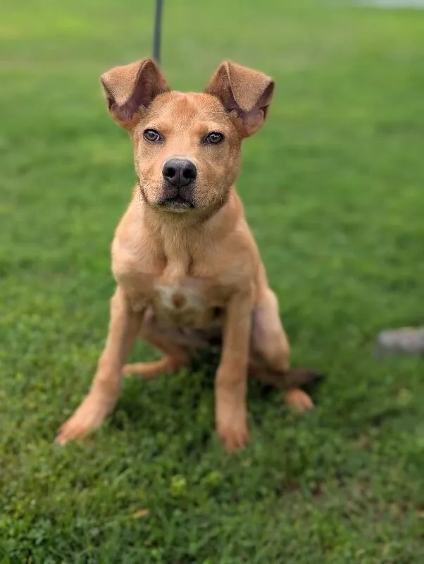 A baby medium-sized female Golden Retriever dog named Lucy for adoption in Aiken, SC