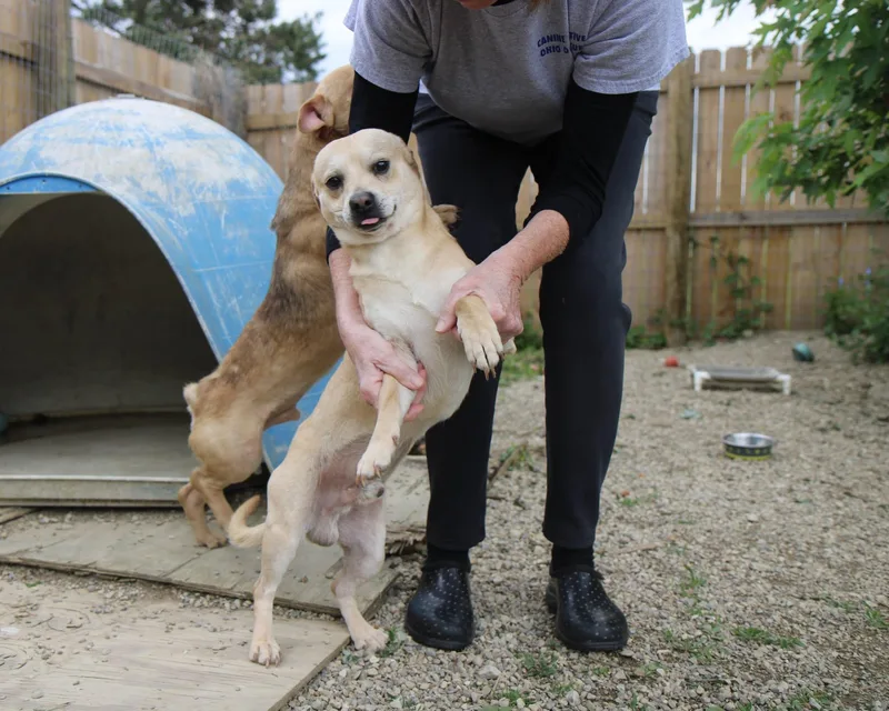 A baby small-sized male Chihuahua dog named Rico for adoption in Plain City, OH
