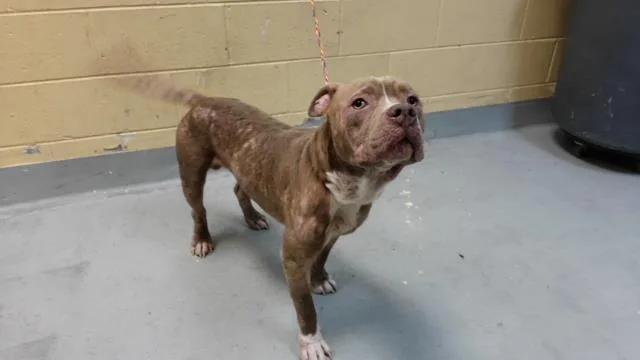An adult medium-sized male Pit Bull Terrier dog named Bob for adoption in Tulsa, OK