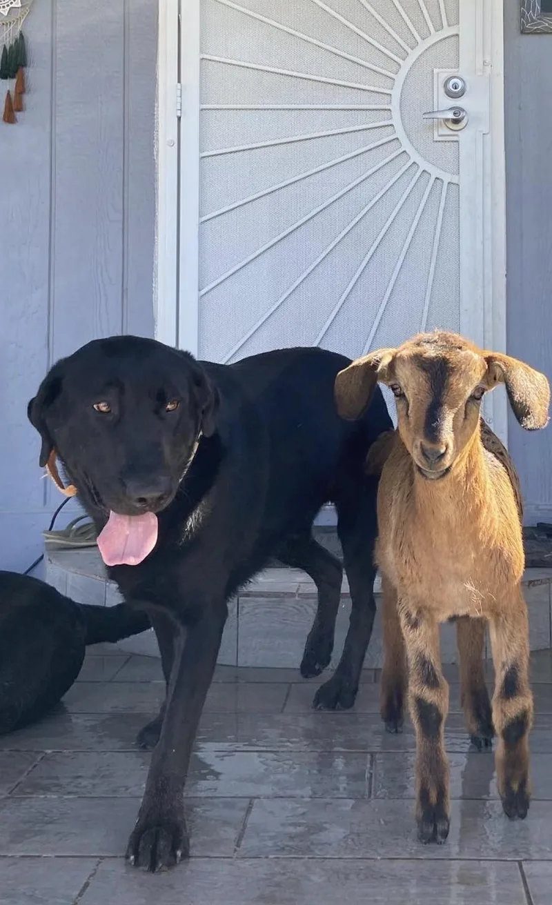 A senior large-sized male Labrador Retriever dog named Hank for adoption in Vail, AZ