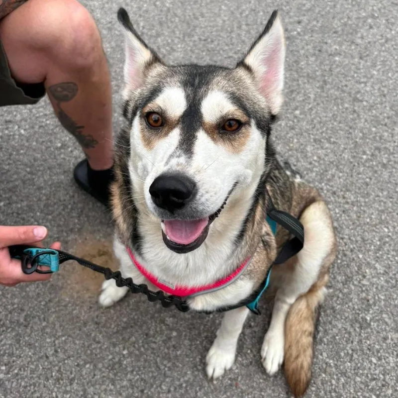 Nala