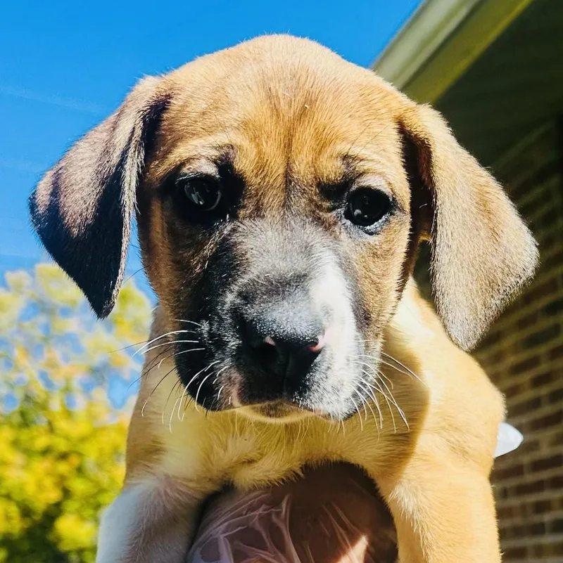 A baby large-sized female Mastiff dog named Lennon for adoption in Albany, NY