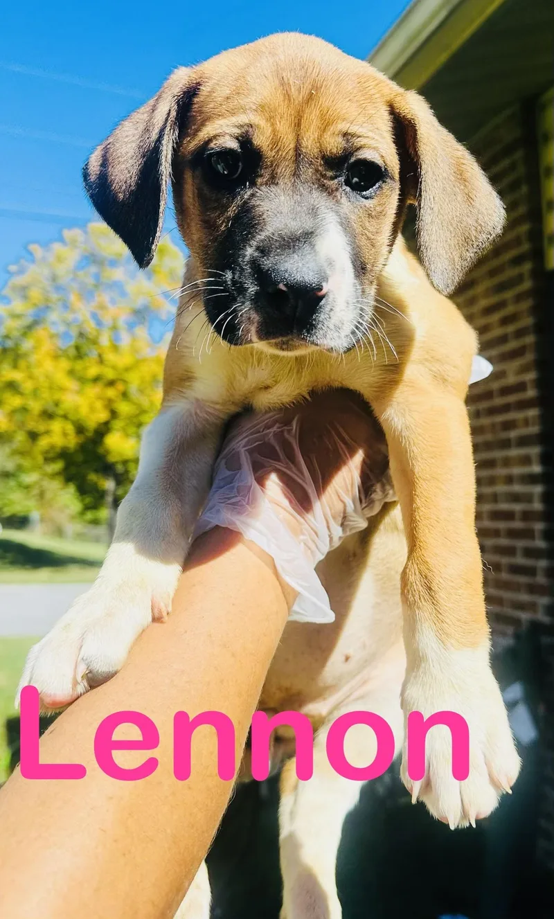 Lennon thumbnail 2