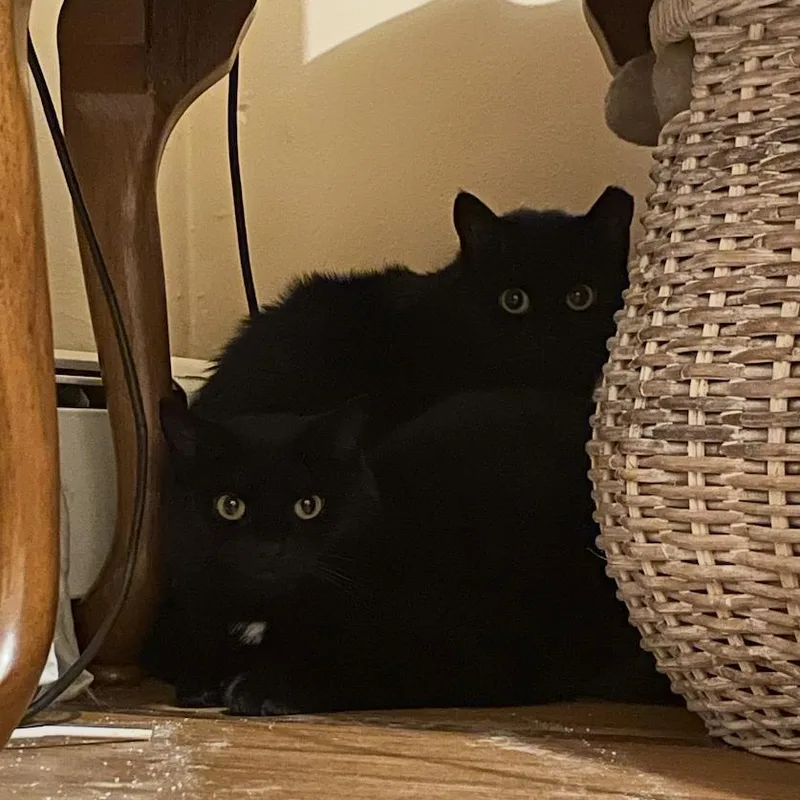 A young medium-sized female Black Domestic Short Hair cat named Athena for adoption in FITCHBURG, MA