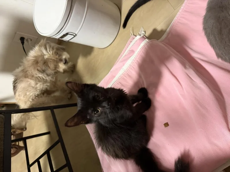 A baby small-sized male Black Domestic Medium Hair cat named Boo Boo for adoption in La Jolla, CA