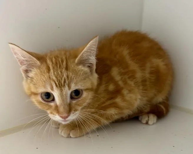 A baby small-sized male Tabby (Orange / Red) Domestic Short Hair cat named Ryder for adoption in Rochester, IN