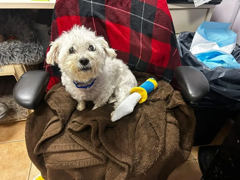 Christifury thumbnail 3