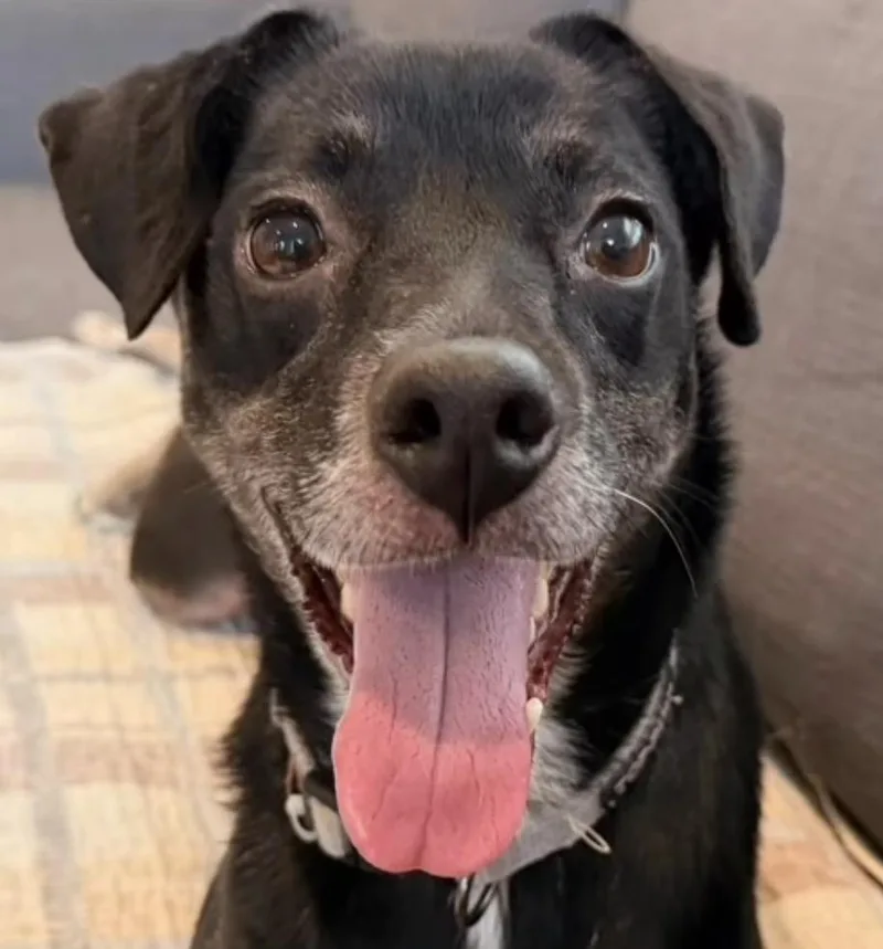 An adult medium-sized female Tricolor (Brown, Black, & White) Beagle dog named Dottie for adoption in Catlett, VA