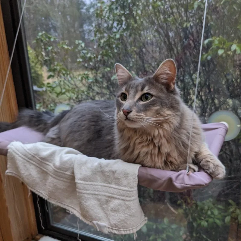 A young large-sized male Gray / Blue / Silver Domestic Long Hair cat named Milo for adoption in Manchester, CT