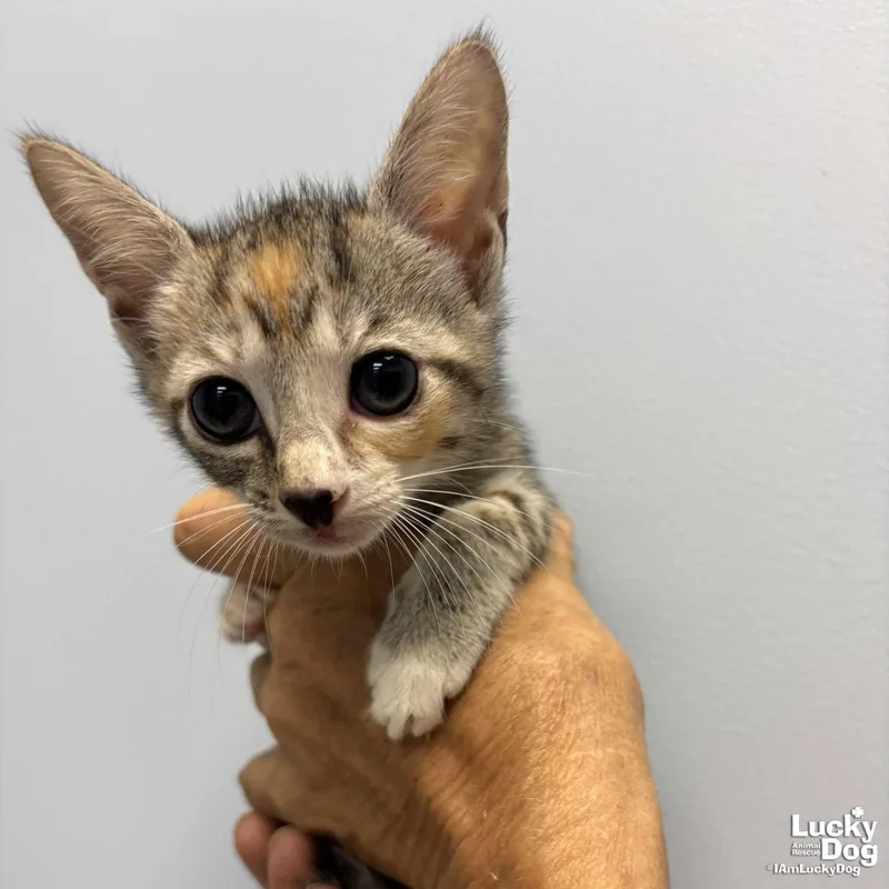 A baby medium-sized female Domestic Short Hair cat named Lyra for adoption in Washington, DC
