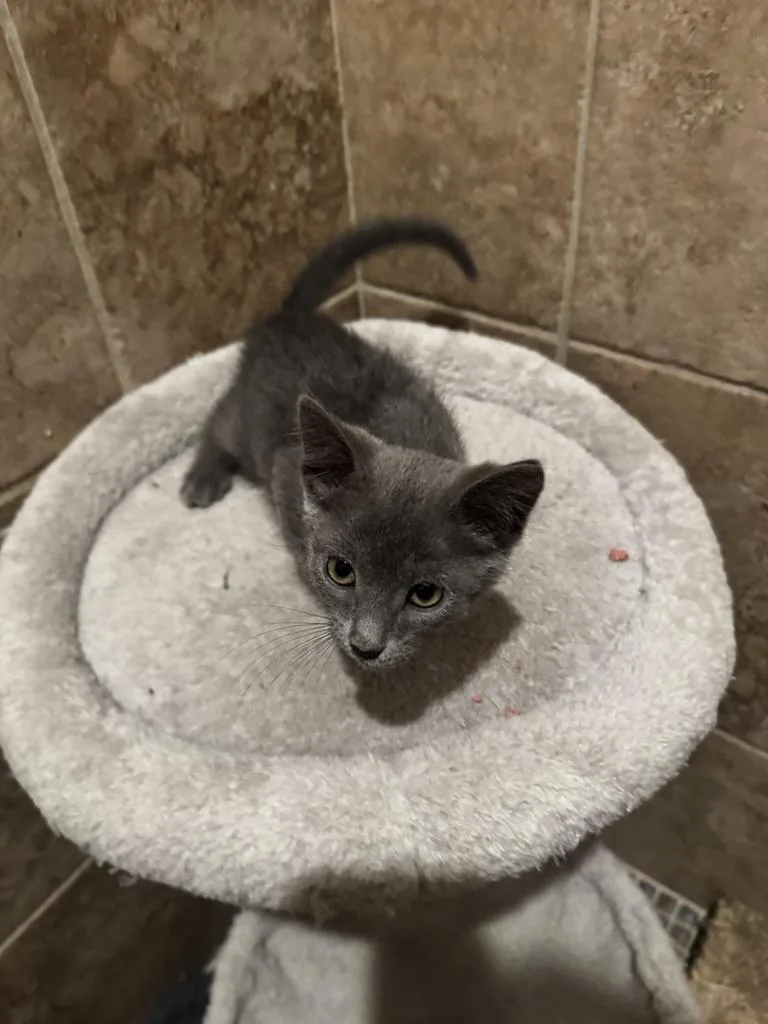 A baby small-sized male Domestic Short Hair cat named Jackie for adoption in Mustang, OK