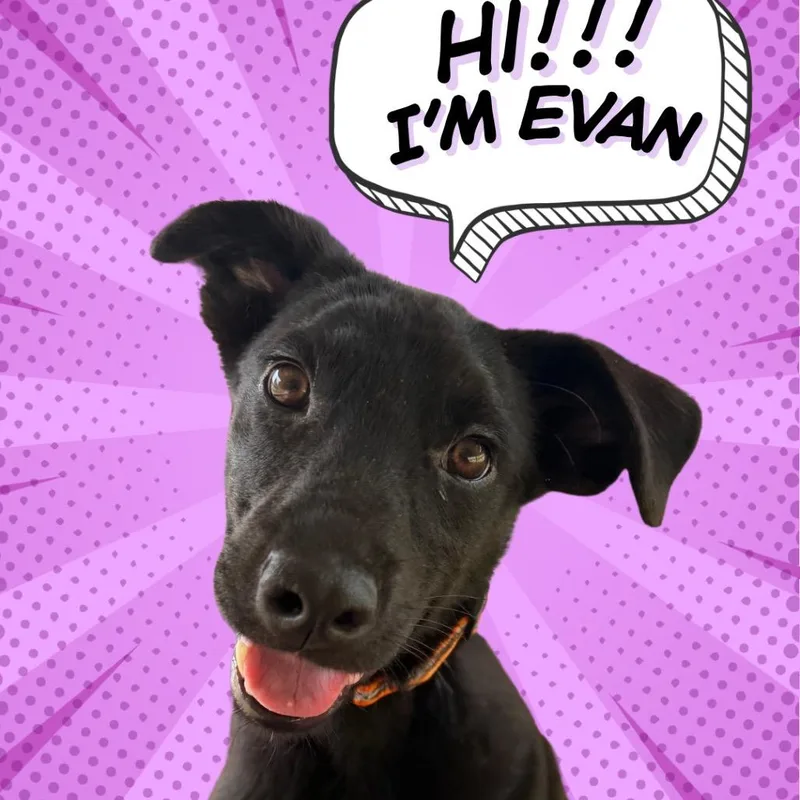 Evan thumbnail 3