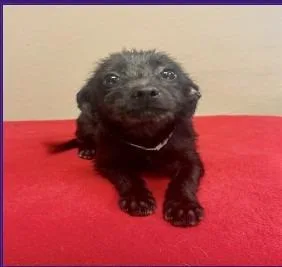 A baby small-sized female Jack Russell Terrier dog named Adelaide $ for adoption in Milwaukee, WI