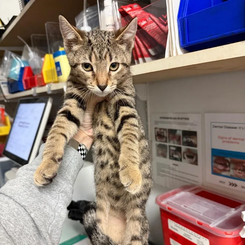A baby small-sized female Brown / Chocolate Domestic Short Hair cat named Siren for adoption in Medina, OH
