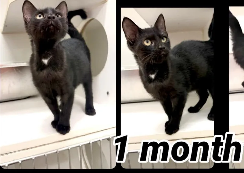 A baby small-sized male Tabby cat named Stormy for adoption in Maryville, TN