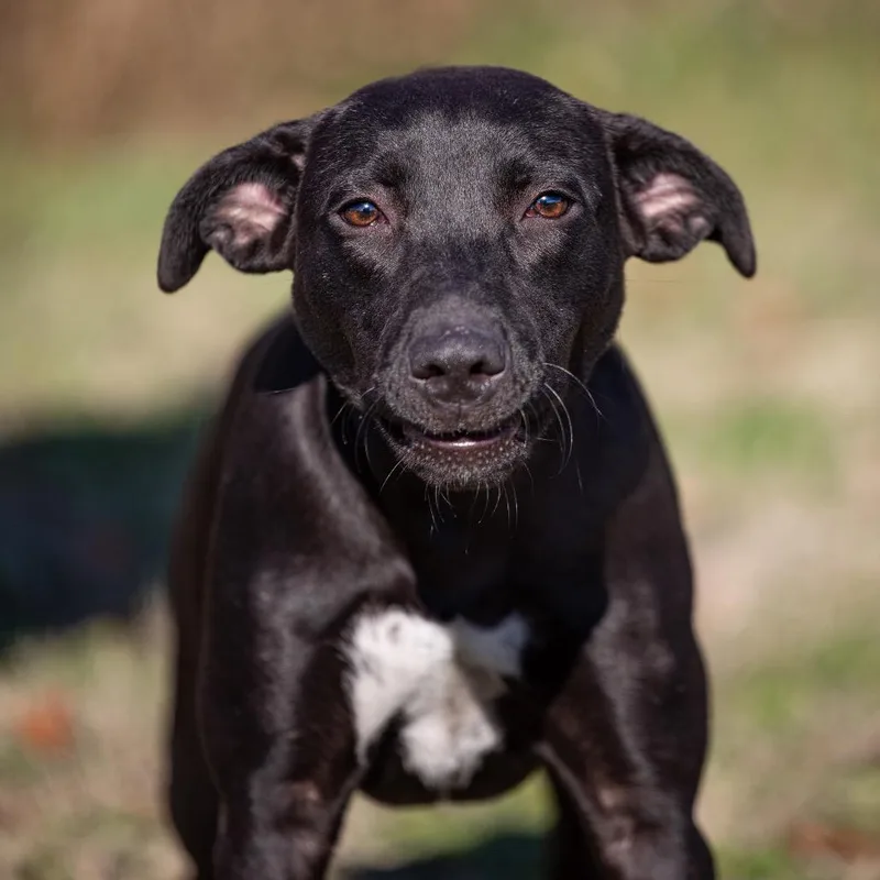 An adult medium-sized female Black Labrador Retriever dog named Sassy for adoption in Henderson, KY
