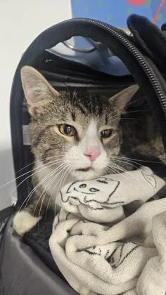 An adult medium-sized male Domestic Short Hair cat named Rhodes for adoption in West Chester, PA