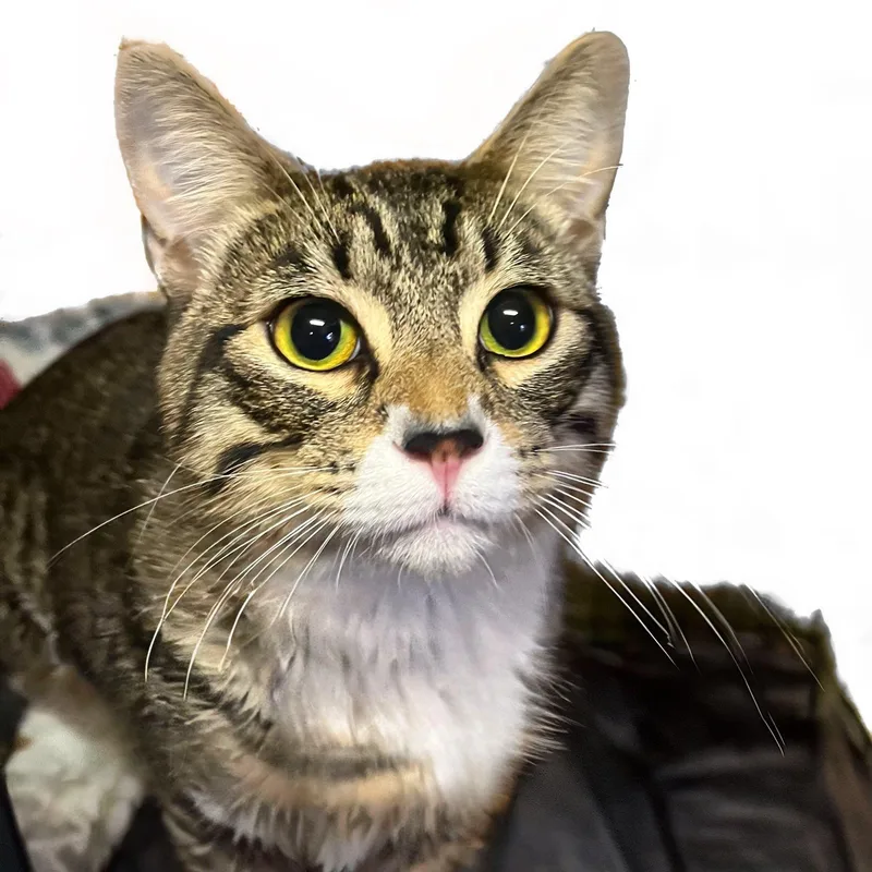 A young medium-sized male Tabby (Brown / Chocolate) Domestic Short Hair cat named Tigger for adoption in Graham, WA