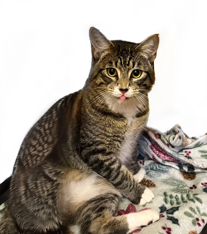 Tigger thumbnail 2