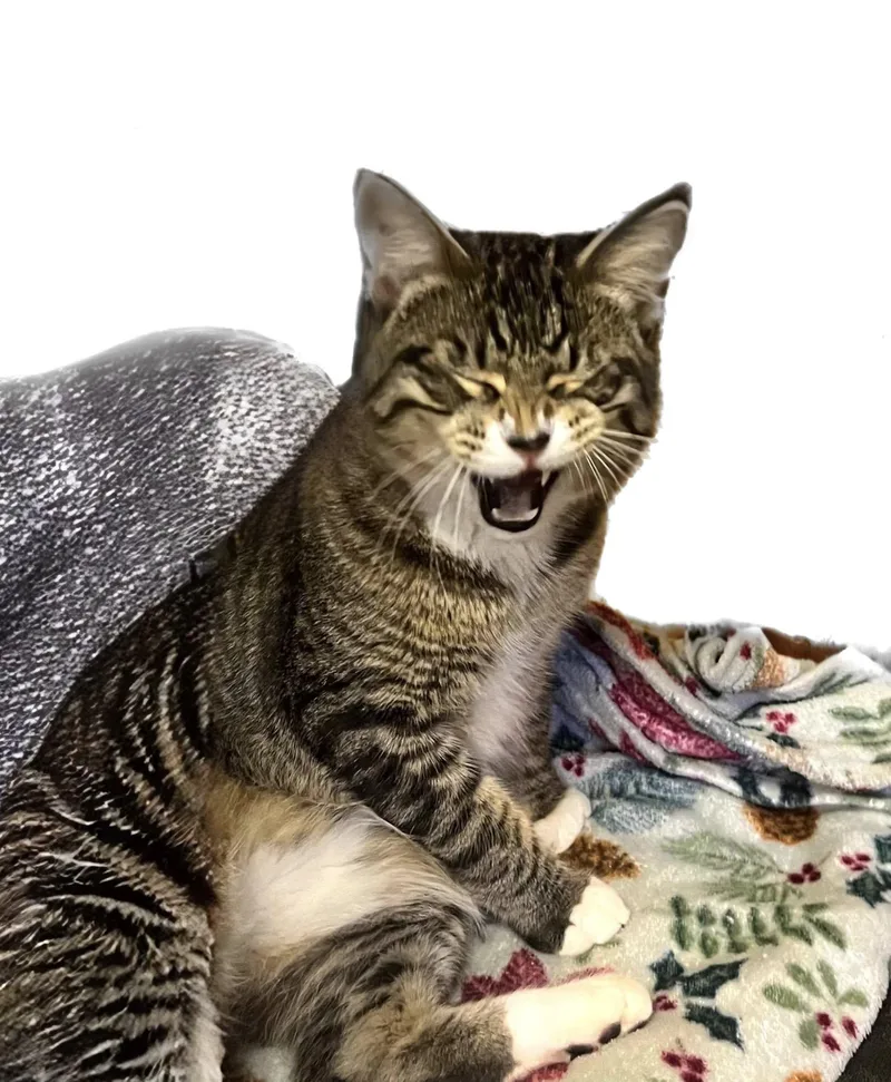 Tigger thumbnail 3