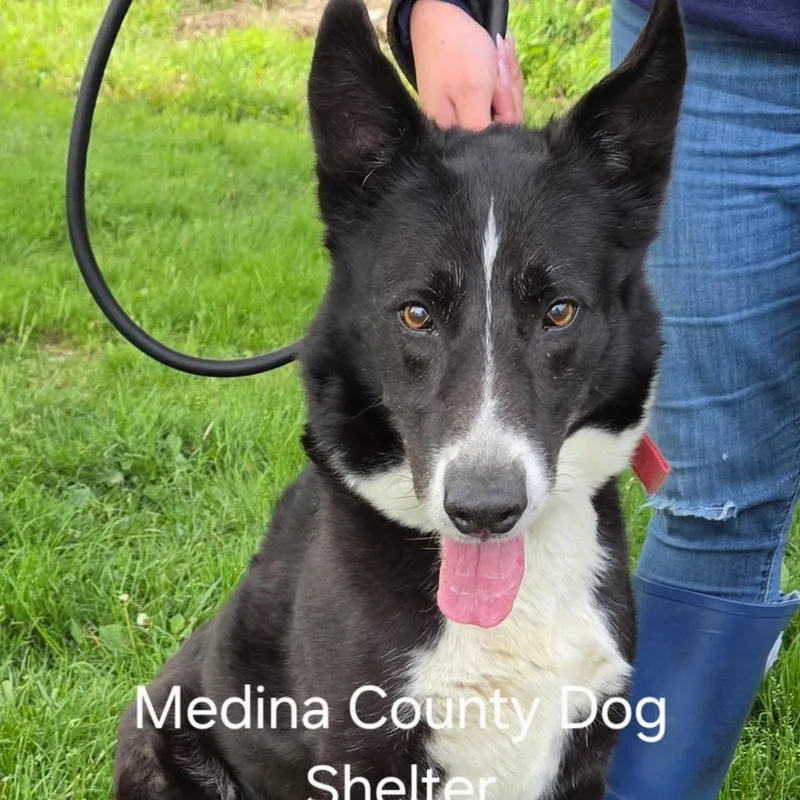 An adult large-sized male Black Karelian Bear Dog dog named Simon for adoption in Medina, OH