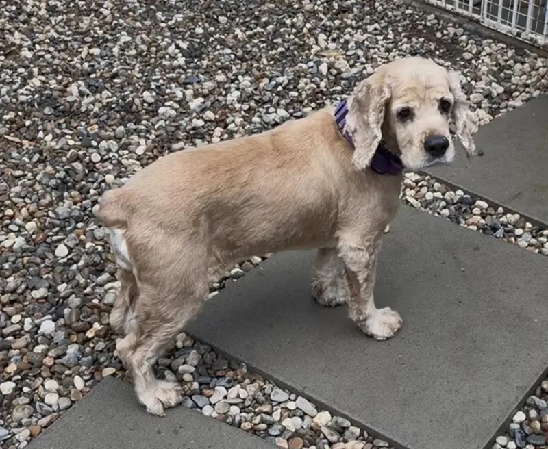 An adult medium-sized female Yellow / Tan / Blond / Fawn Cocker Spaniel dog named Blondie for adoption in Davis, CA