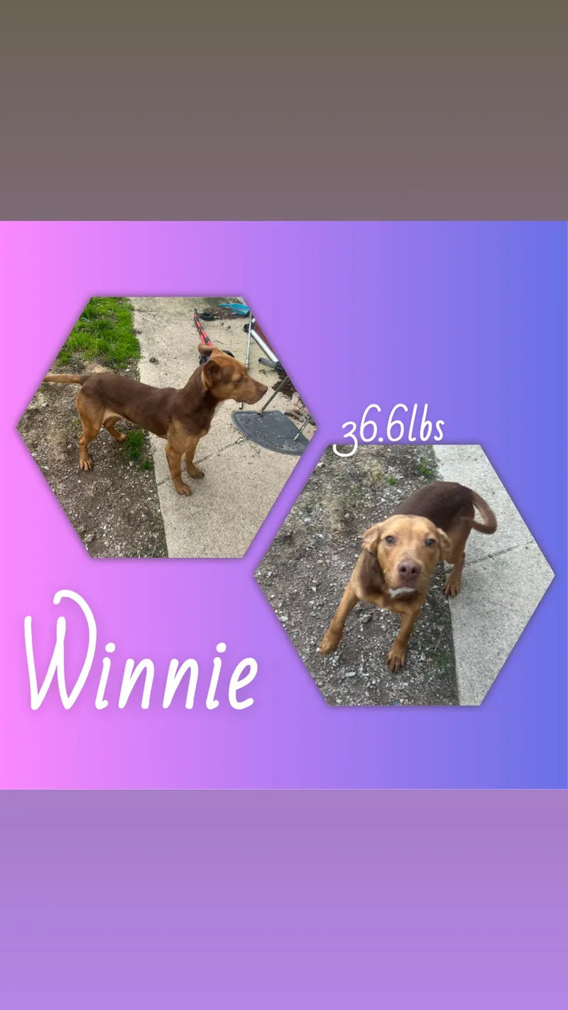 Winnie