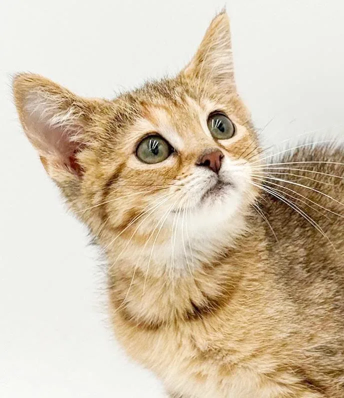 Tinkerbell is a tiny thumbnail 2