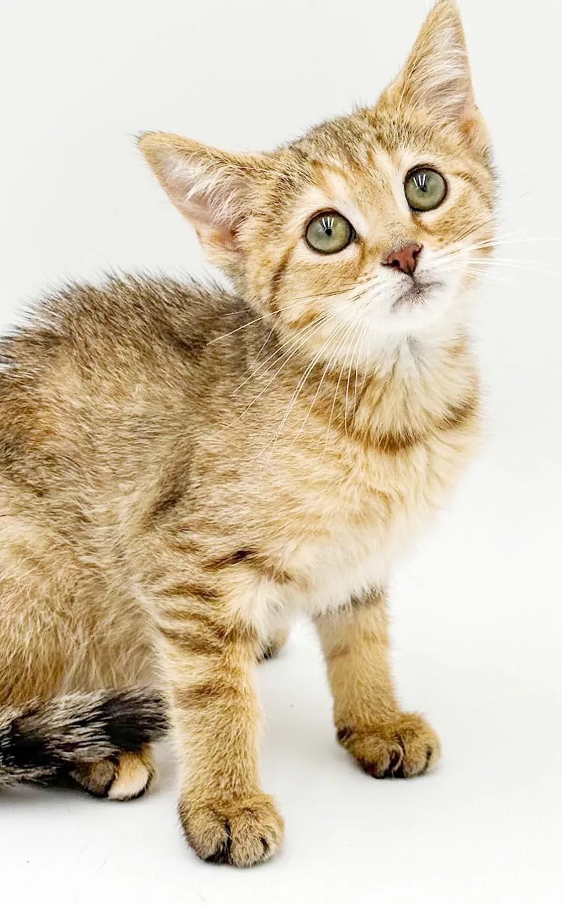 Tinkerbell is a tiny thumbnail 4