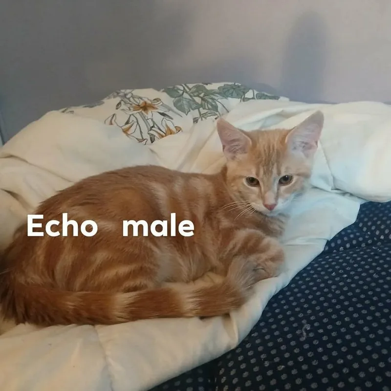 A baby small-sized male American Shorthair cat named Echo for adoption in Bremen, OH