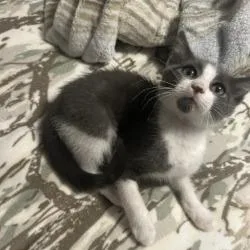 A baby small-sized male Gray / Blue / Silver Domestic Short Hair cat named Ghost for adoption in West Palm Beach, FL
