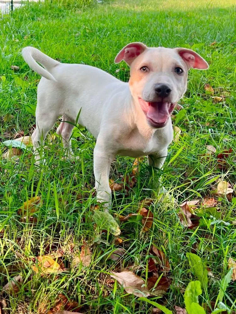 A baby small-sized male White / Cream Mixed Breed dog named Rhys Ren for adoption in Milton, DE