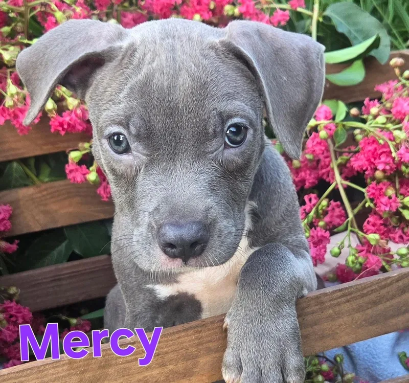 Mercy